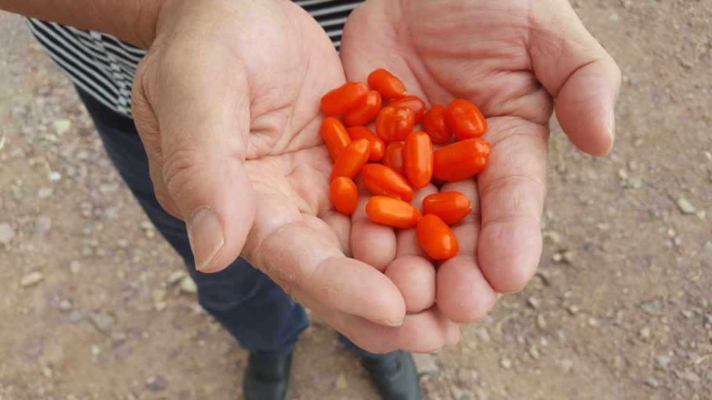 La baie de goji bio pour vous aider à maigrir