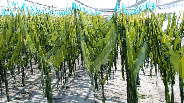 Le Wakamaé bio un algue pour le traitement naturel du cancer