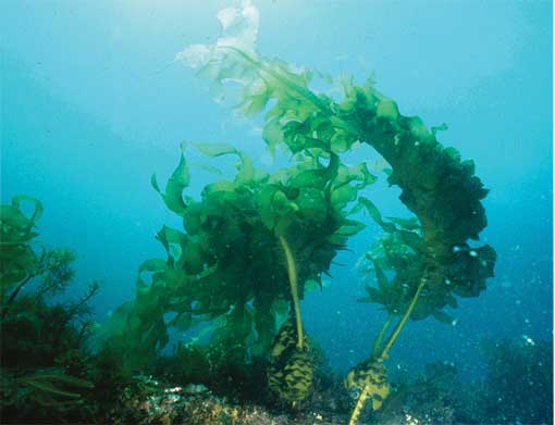 Le Wakamaé bio un algue pour le traitement naturel du cancer